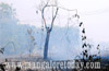 Bantwal: Fire destroys several coconut, arecanut trees at Kamaje